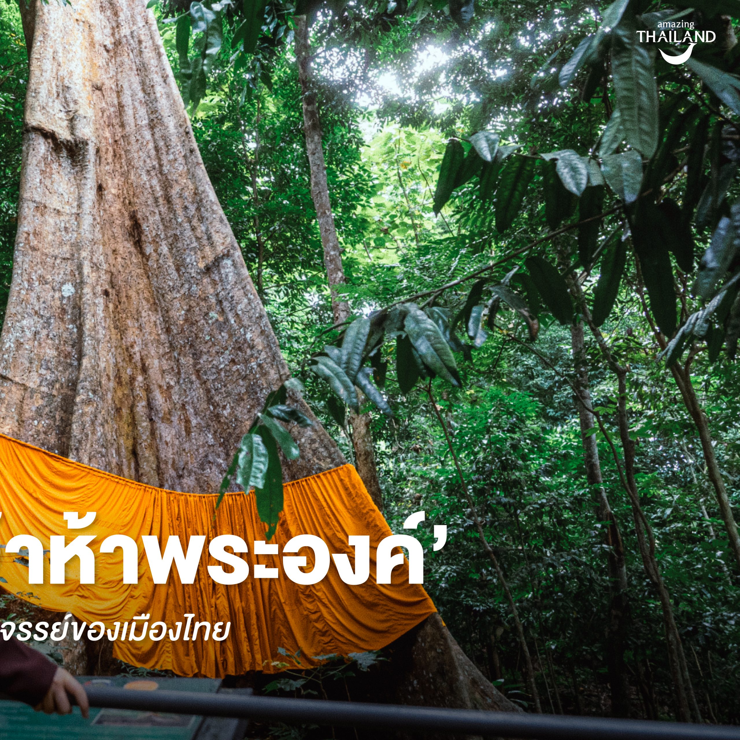 #ChonJourney  ชม ‘ต้นพระเจ้าห้าพระองค์’ 1 ใน 10 ต้นไม้มหัศจรรย์ของเมืองไทย