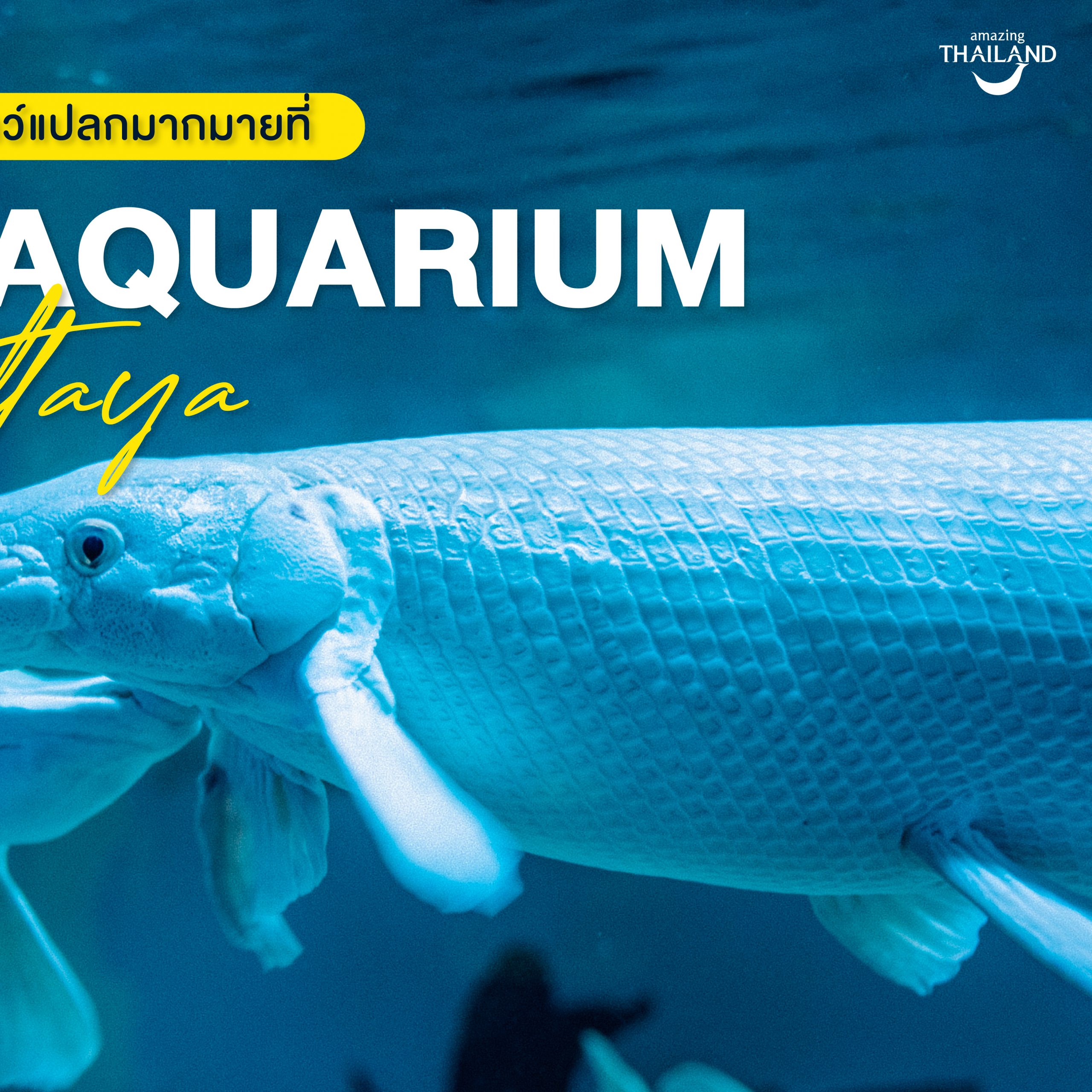 #ChonChecklist ตื่นตาตื่นใจกับสัตว์แปลกมากมายที่ Monster Aquarium Pattaya